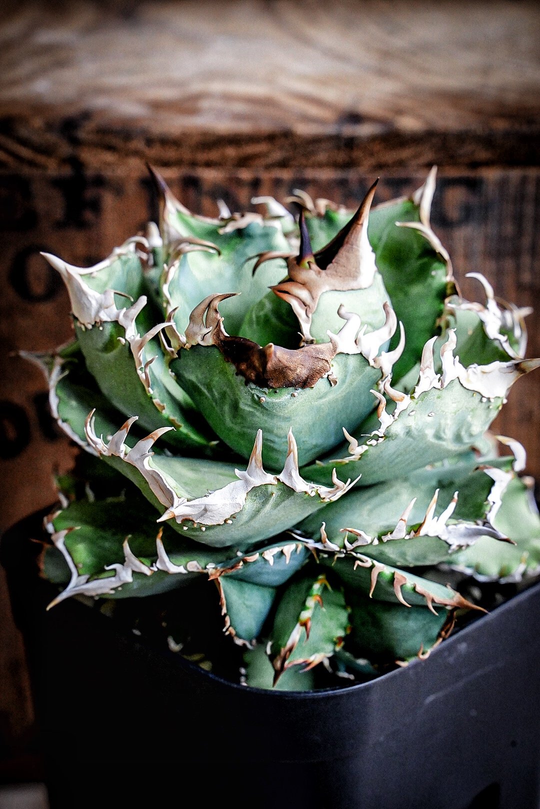 アガベ　agave 毒蛇 アガベ 毒蛇 