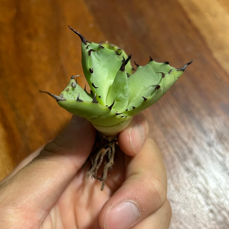 アガベ 姫巌龍×姫雷帝 ハイブリッド ムチプリ短葉 | アガベ専門店