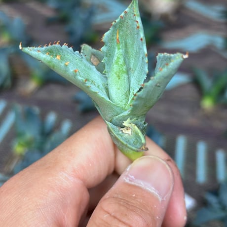 A-12 特白肌×八荒殿　ハイブリッド　huplantsタグ付き