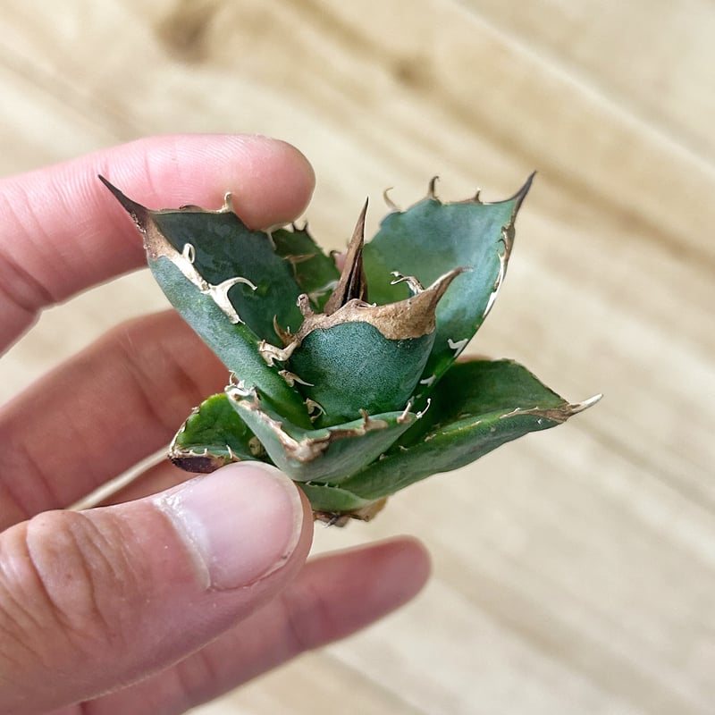 アガベ 緑犀牛 | Heartplants