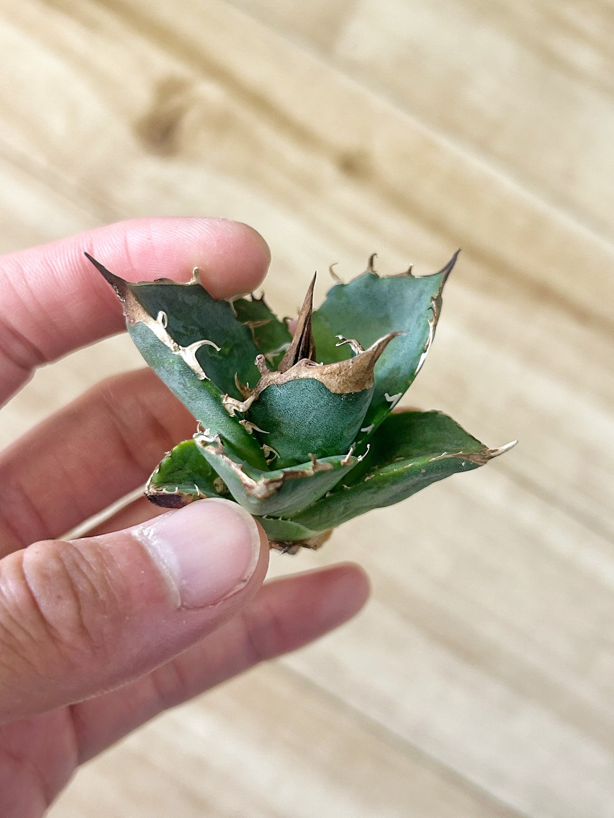 アガベ 緑犀牛 | アガベ専門店 Heart plants.