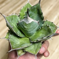 イシスメンシスハイブリッド アガベ イシスメンシスハイブリッド 青葉 | アガベ専門店 Heart plants.