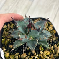 アガベ専門店 Heart plants.