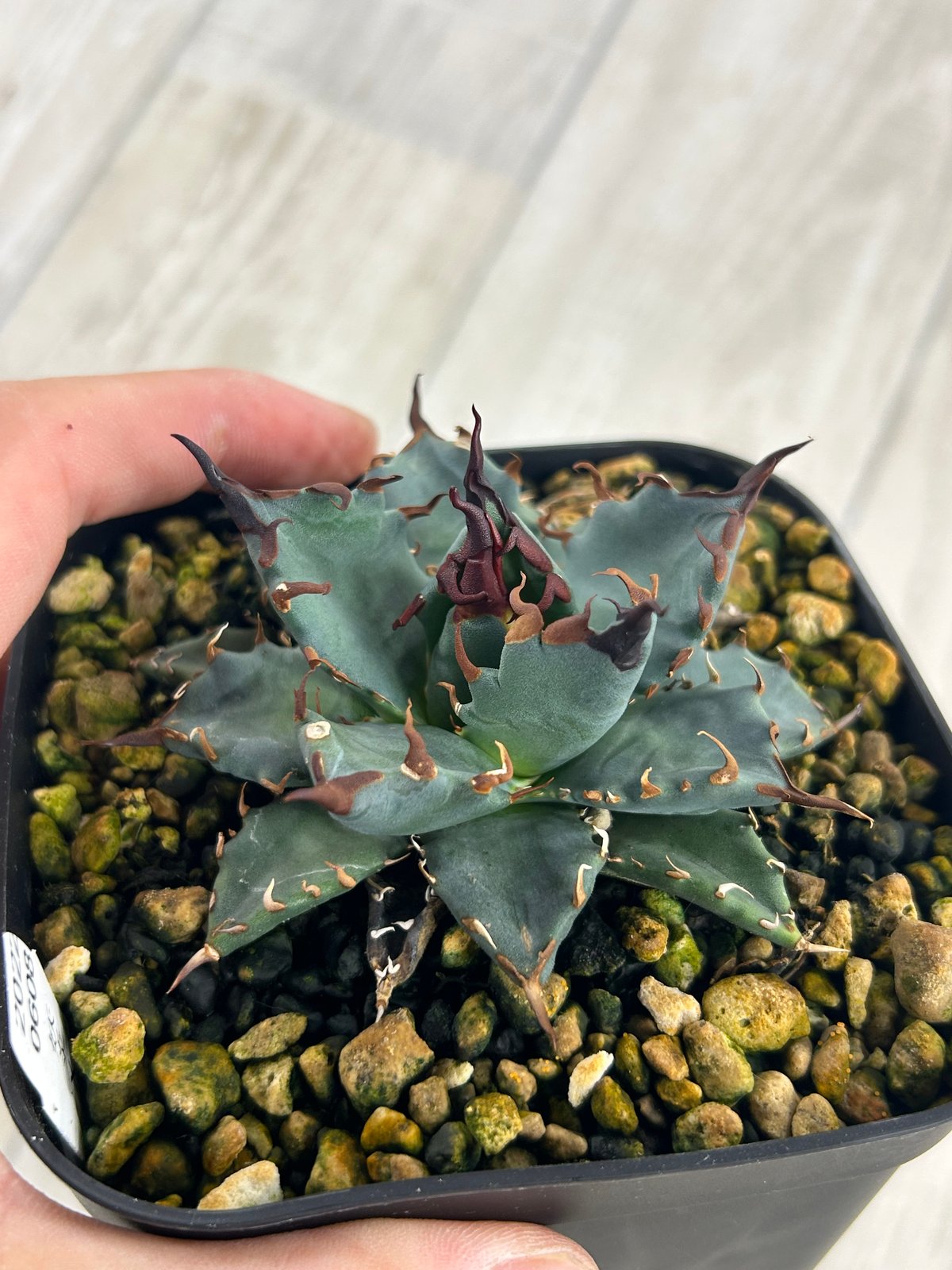 アガベ 妖炎×姫巌龍 ハイブリッド ベアルート | Heartplants