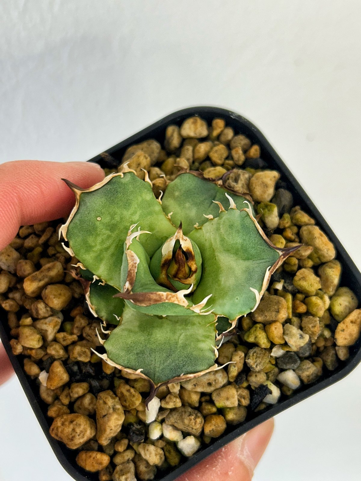 アガベ】キングアーサー King Arthur 高級株