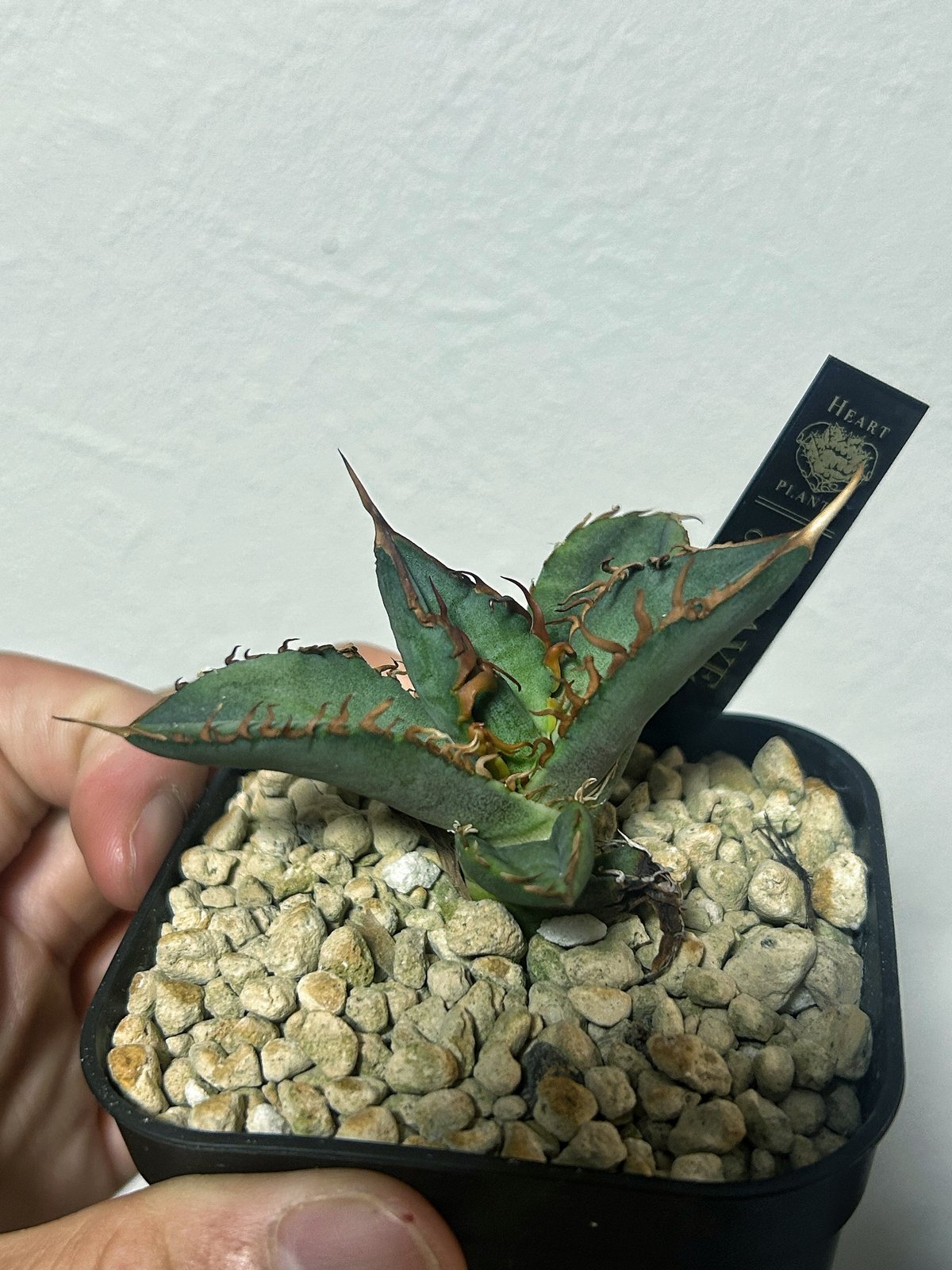 アガベ オテロイ OX009 当店コレクション株 子株 | アガベ専門店 Heart