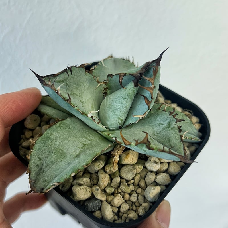 アガベ BEAST 青葉オテロイ最高峰 子株 | Heartplants