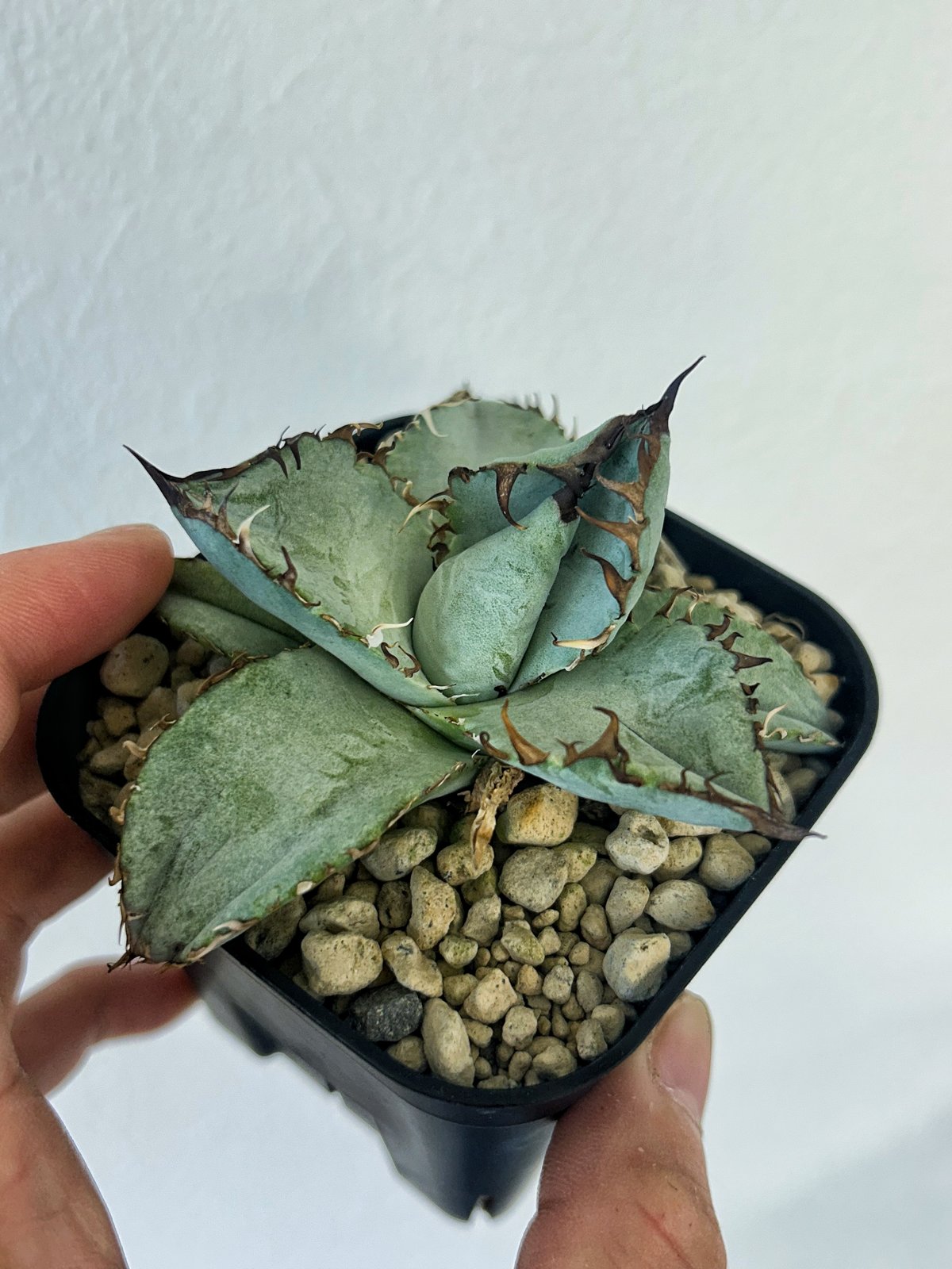 アガベ BEAST 青葉オテロイ最高峰 子株 | Heartplants