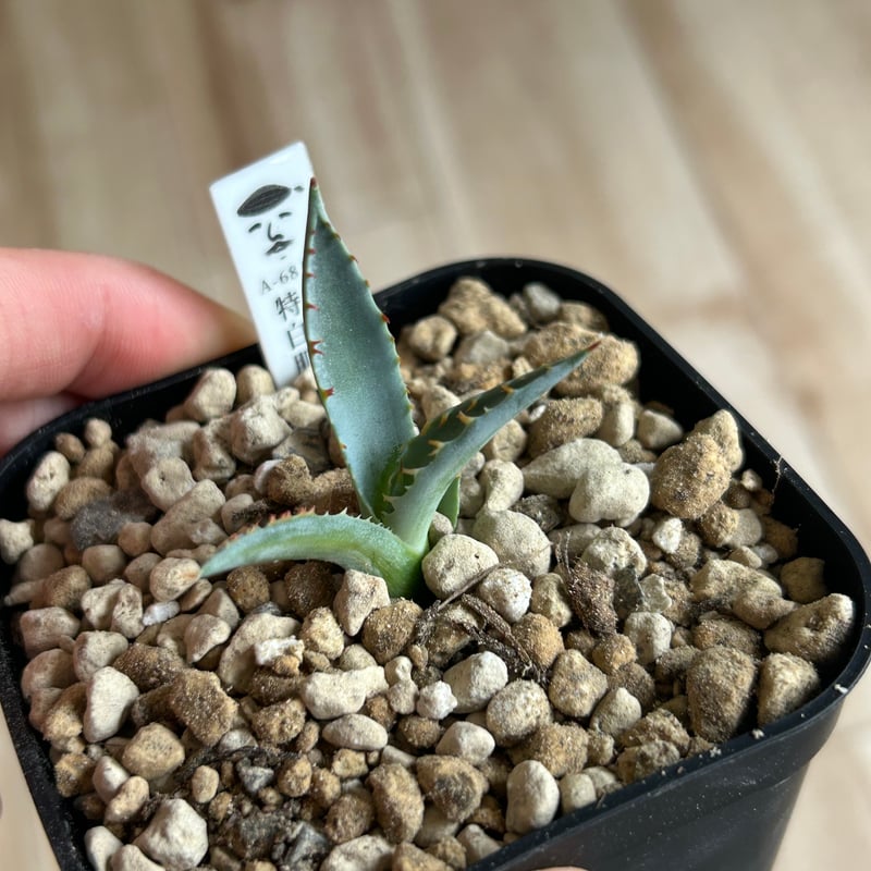 M*S様 アガベ 特白肌怒雷神×屈原 子株 特白肌怒雷神×屈原の舞扇🪭A7 子株 | アガベ専門店 Heart plants.