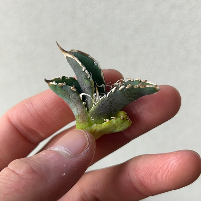 アガベ　オテロイ　穿山甲　中株　センザンコウ アガベ オテロイ センザンコウ 穿山甲 子株 アガベ オテロイ