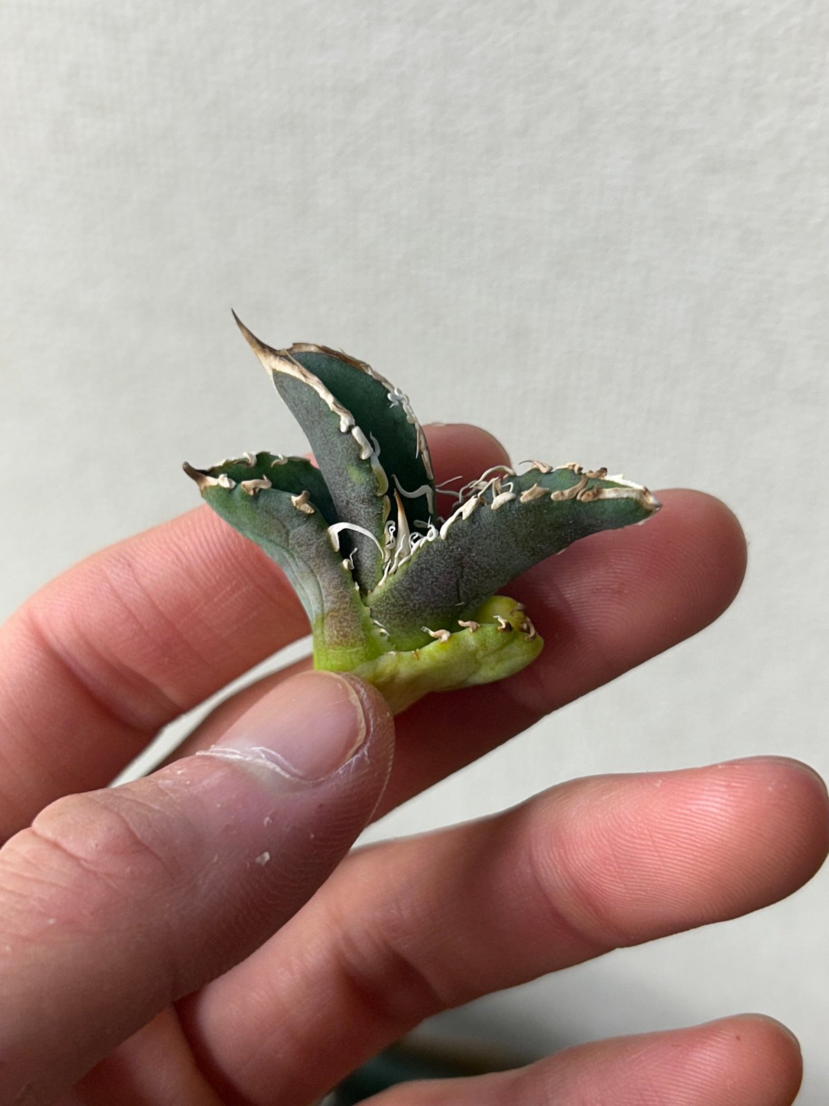 アガベ 穿山甲 センザンコウ 裏棘 トップ極太 コレクション株 | アガベ