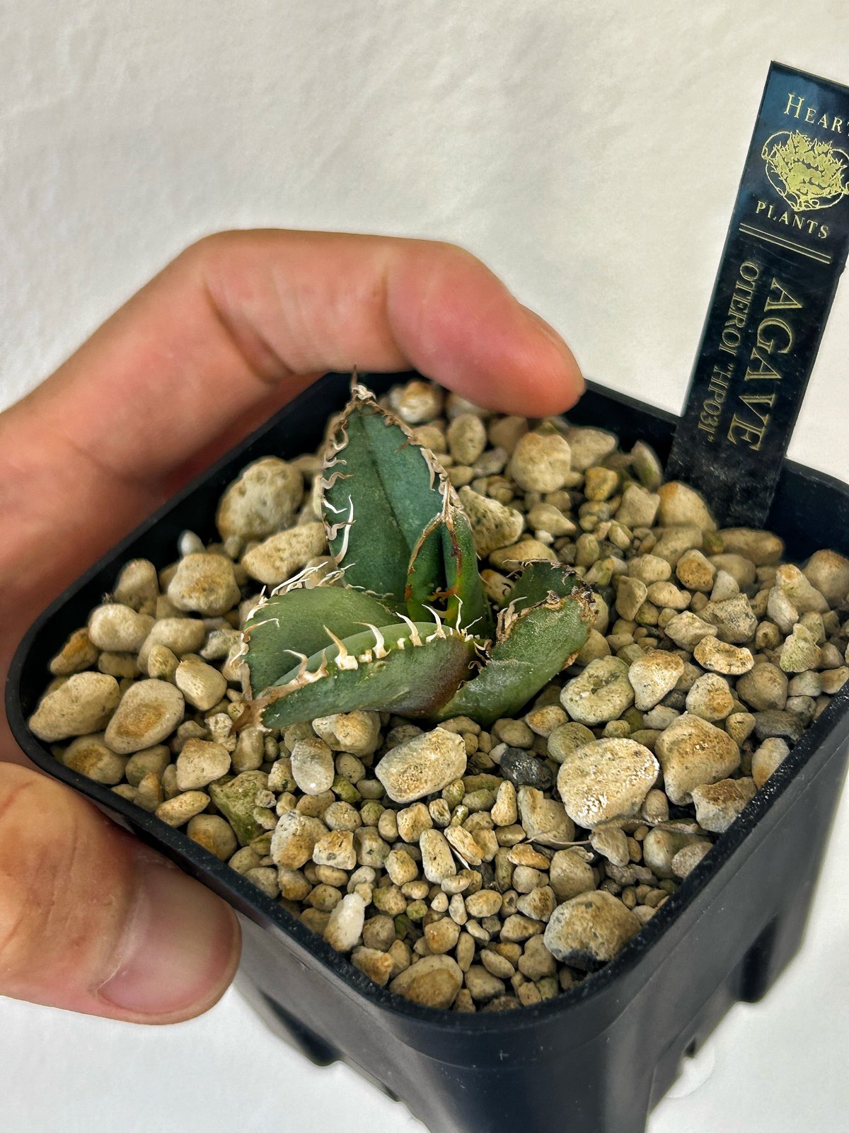 アガベHP031 青葉ブツブツ 子株 | アガベ専門店 Heart plants.