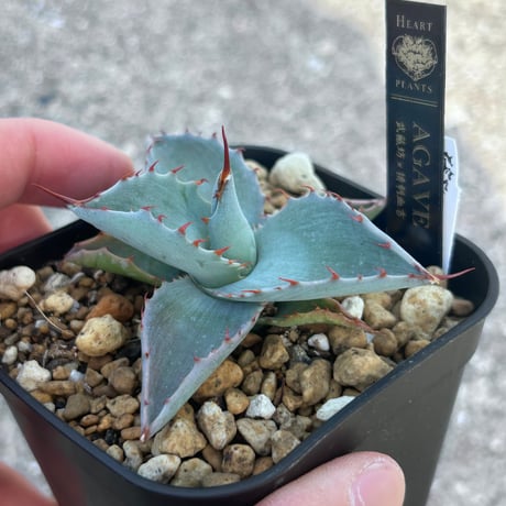 CATEGORY Agave | アガベ専門店 Heart plants.
