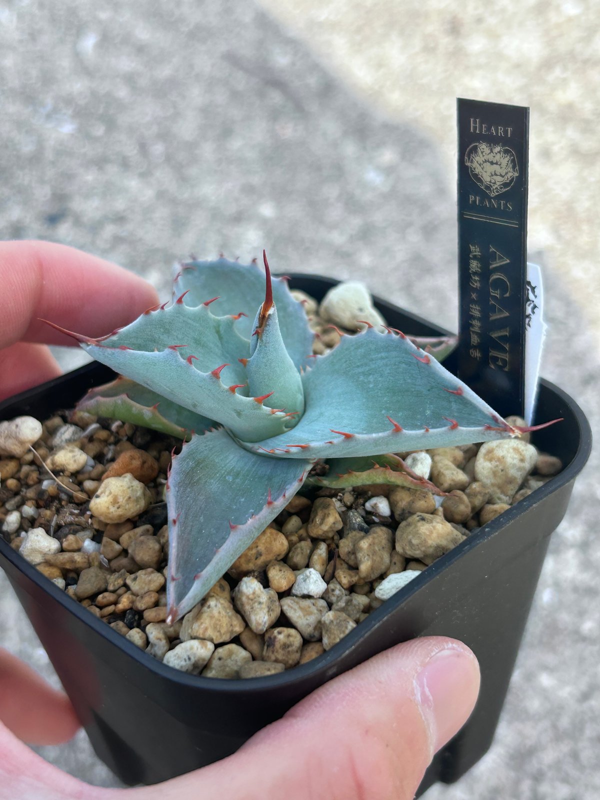 アガベ 武蔵坊×排刺血吉 New hybrid | アガベ専門店 Heart plants.