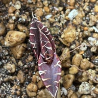 アガベ　パリー　オリザバ　6号菊鉢　現在子株付き　大株 アガベ パリー オリザバ 6号菊鉢 現在子株付き 大株 【公式通販】