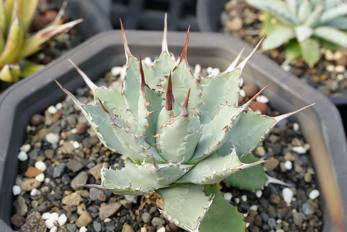 アガベ 妖蟹 ユタエンシス ×イシスメンシス | アガベ専門店 Heart plants.