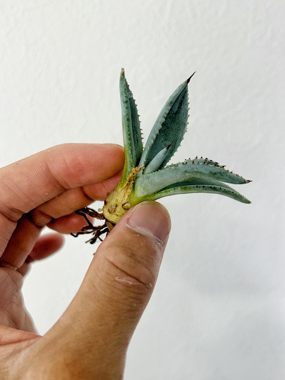 アガベ 甲蟹×血屈 ハイブリッド 肉厚 青葉 大きめ子株 | アガベ専門店