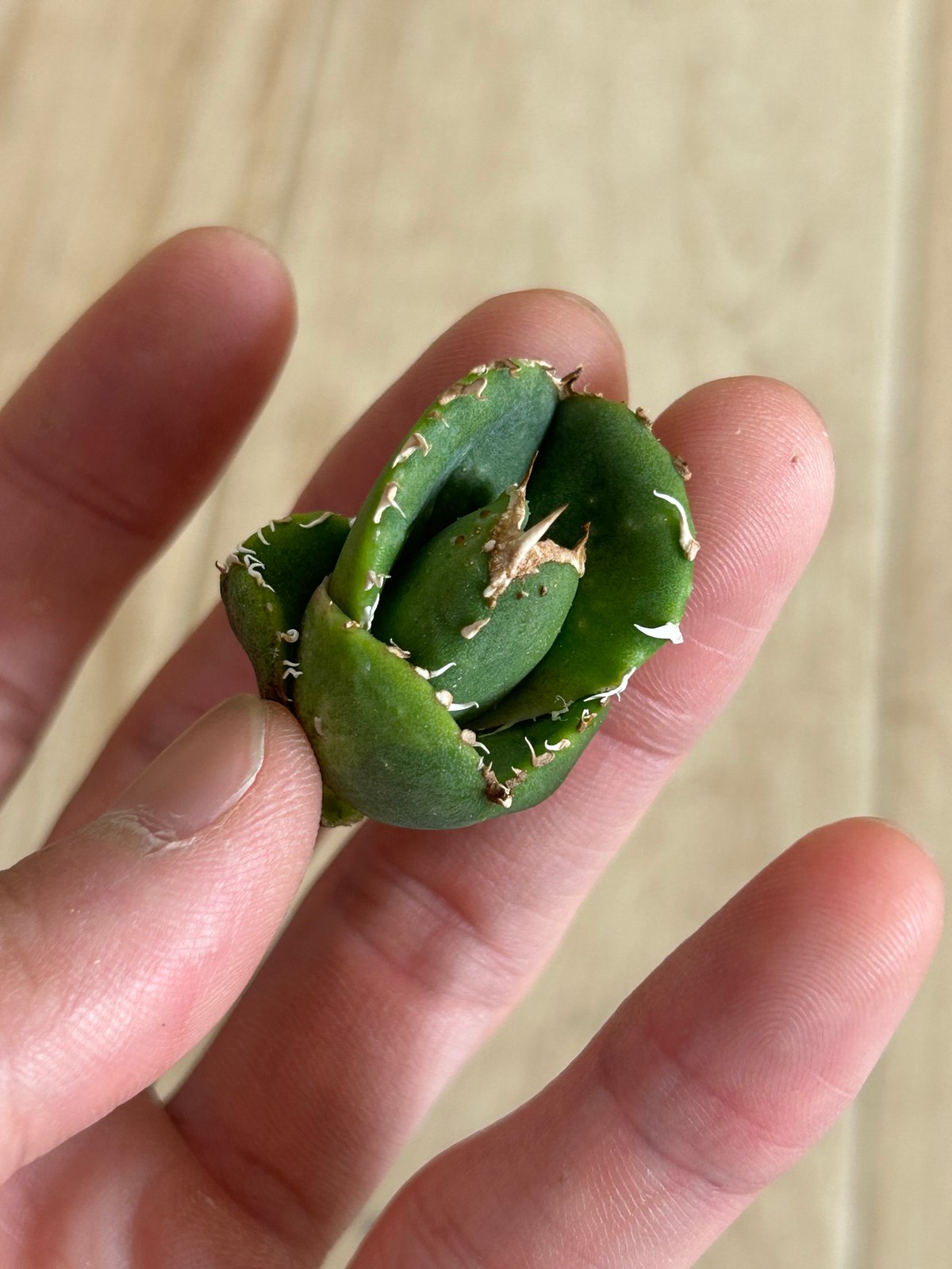 アガベ 蚩尤 OC子株 ブツブツ 裏棘 | アガベ専門店 Heart plants.