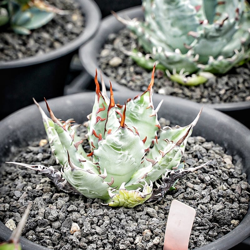 特白肌怒雷神×屈原の舞扇🪭A7 子株 | アガベ専門店 Heart plants.