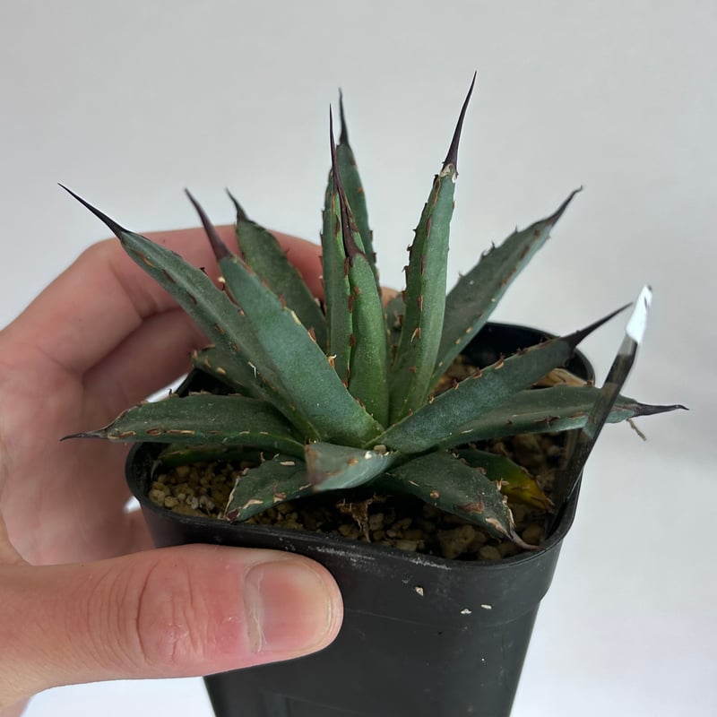 アガベ 妖炎×笹雪 希少ハイブリッド 子株 | アガベ専門店 Heart plants.