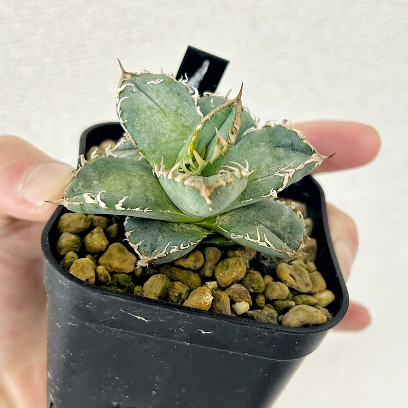 アガベ 冰雹 \\\Shaq 麻花 スタッズ ホホジロザメ　ぶつぶつ　実生 アガベ 冰雹 ブツブツ 子株2つ付き オテロイ チタノタ