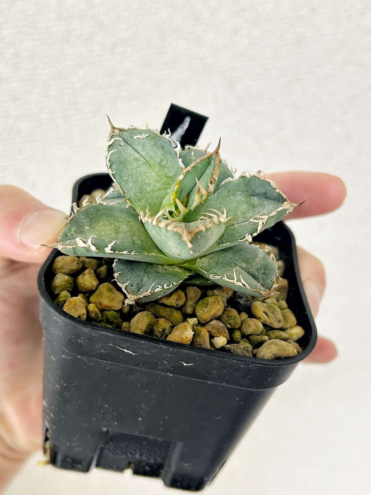 アガベ 冰雹 \\\Shaq 麻花 スタッズ ホホジロザメ　ぶつぶつ　実生 アガベ 冰雹 \Shaq 麻花 スタッズ ホホジロザメ ぶつぶつ 実生 LIZE産