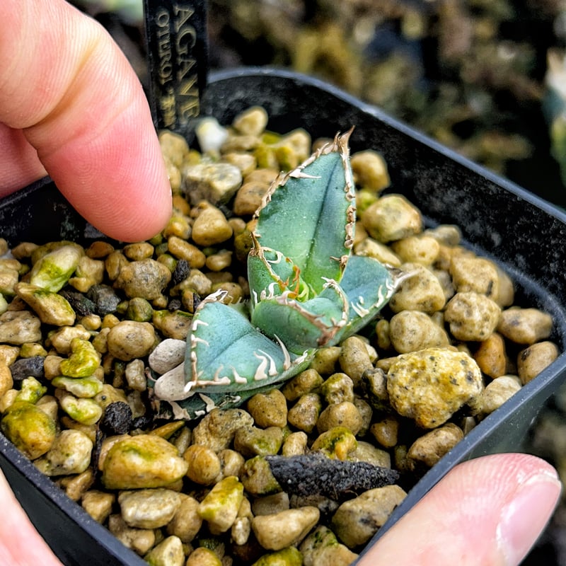 アガベHP030 青葉ブツブツ 蒼鱗 子株 | Heartplants アガベHP030 青葉ブツブツ 蒼鱗 子株 | Heartplants