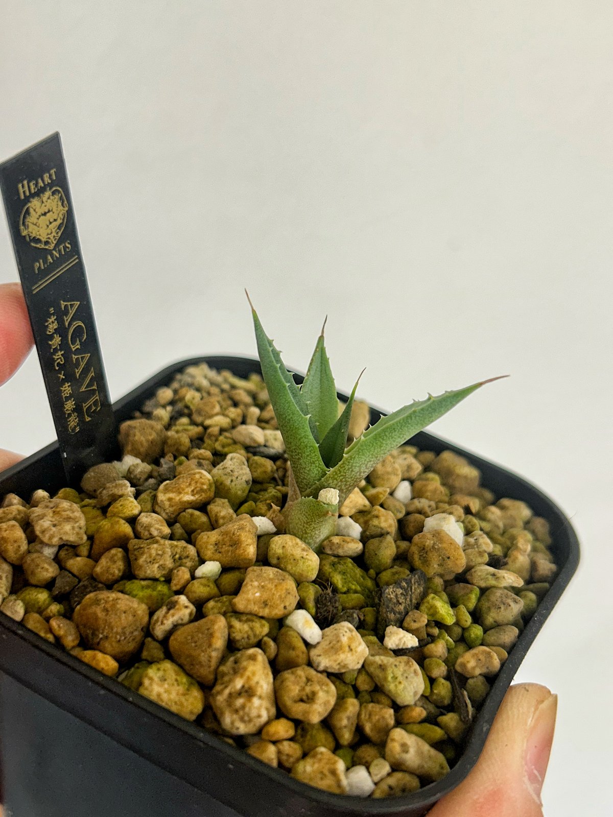 アガベ 楊貴妃×姫巌龍 ハイブリッド 子株 | アガベ専門店 Heart plants.