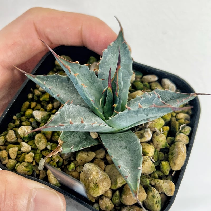 2025年最新】オバティフォリア ハイブリッドの人気アイテム - メルカリ