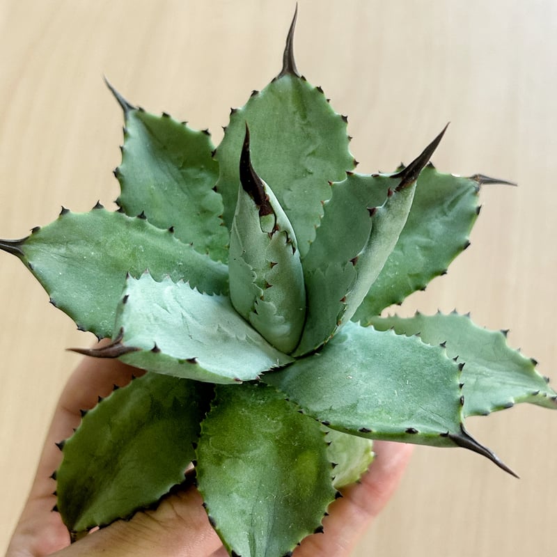 アガベ 超級龍爪×排棘八荒 希少ハイブリッド | アガベ専門店 Heart plants.