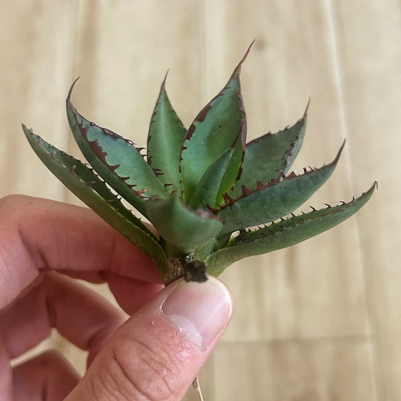 アガベ 噴火龍 瀧雷×屈原 連棘ハイブリッド | アガベ専門店 Heart plants.