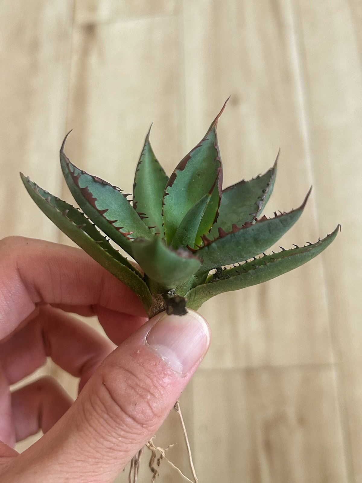 羅本製所 Robin agave baby x THORアガべ アガベ チタノタ 歐若拉 /