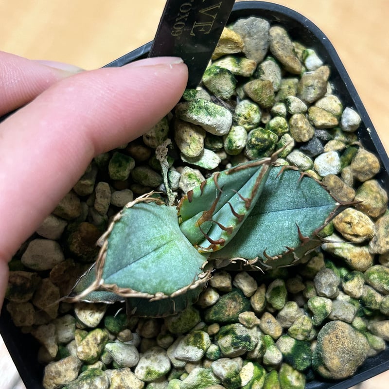 アガベ　オテロイ　子株出品 アガベ オテロイ OX009 当店コレクション株 子株 | アガベ専門店 Heart