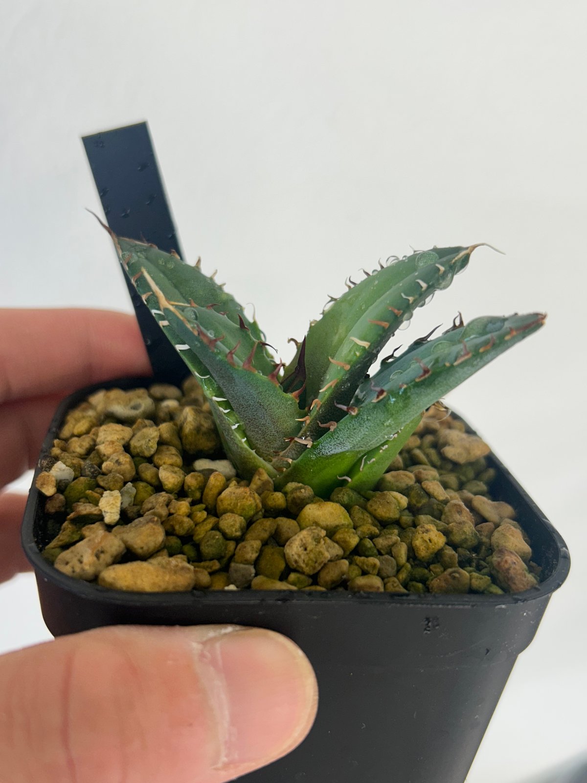 アガベ 緑暴龍 子株 発根済み | Heartplants