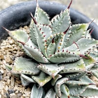 dgb】アガベ 姫グアダラハラナ ドワーフ &モンタナライムフラッシュ