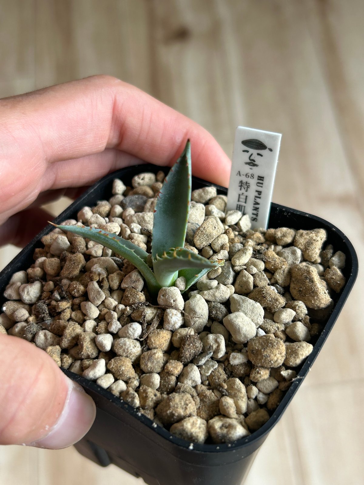 特白肌怒雷神×屈原の舞扇🪭A68 子株 | アガベ専門店 Heart plants.