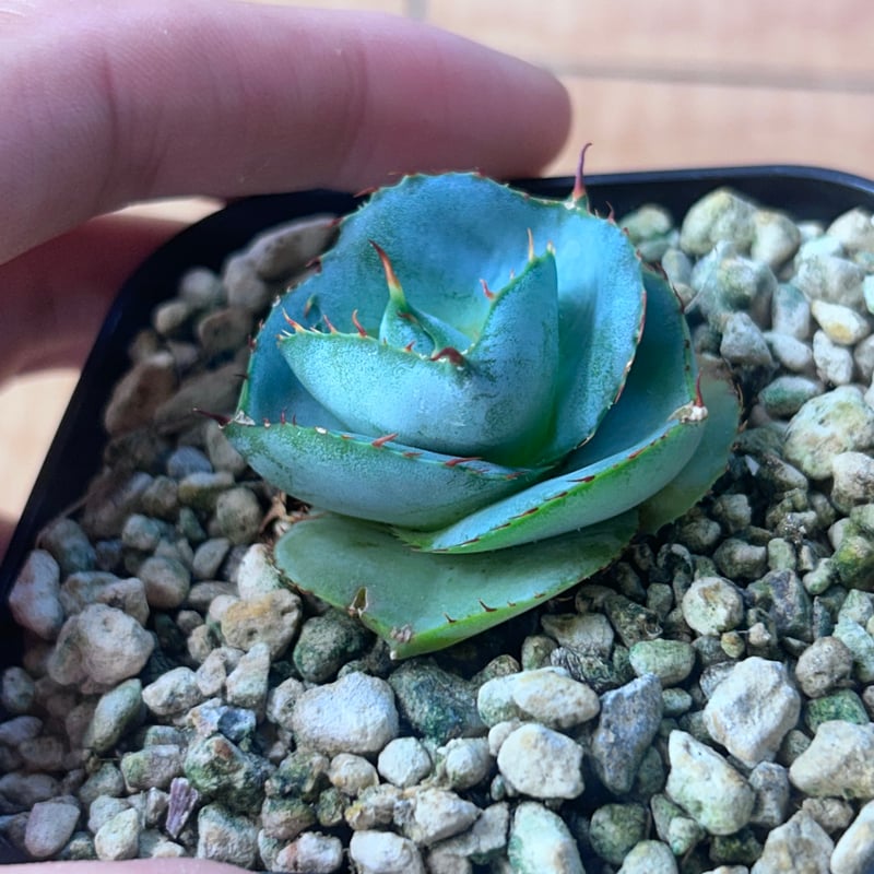 圓葉瓜達 グアダラハラナ ドワーフtype 子株 | アガベ専門店 Heart plants.