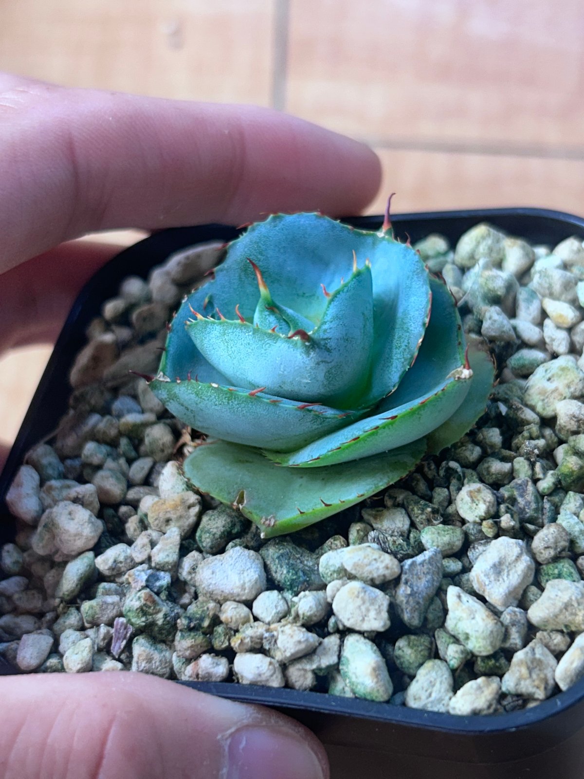 圓葉瓜達 グアダラハラナ ドワーフtype 子株 | アガベ専門店 Heart plants.
