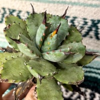 アガベ 鰐亀 裏表ブツブツ 裏棘 子株 | アガベ専門店 Heart plants.