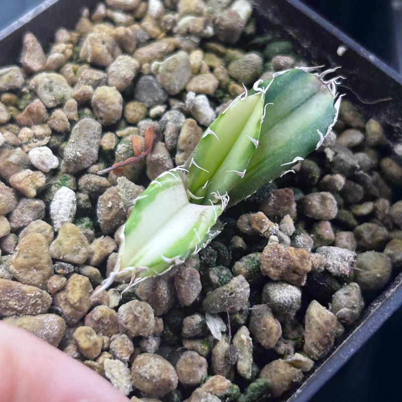 アガベ 氷海inspire 安曇野白鯨斑入 Heartplants育成株 親株超え アガベ 氷海inspire 安曇野白鯨斑入 Heartplants育成株 親株超え