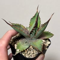 アガベ MS_BO 毒棘産 青白強棘 チタノタブルー選抜 | アガベ専門店