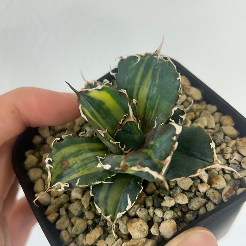 アガベ 氷海inspire 安曇野白鯨斑入 Heartplants育成株 子株 | アガベ専 アガベ 氷海inspire 安曇野白鯨斑入 Heartplants育成株 子株 | アガベ専