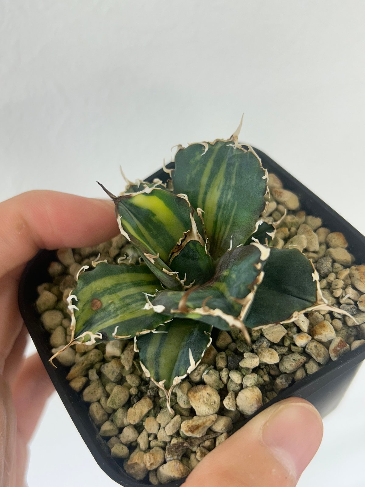 アガベ 安曇野白鯨 子株付き アガベ 氷海inspire 安曇野白鯨斑入 Heartplants育成株 子株 | アガベ専