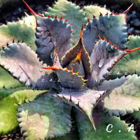 アガベ MS_BO 毒棘産 青白強棘 チタノタブルー選抜 | アガベ専門店