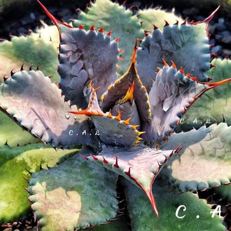 Heartplants