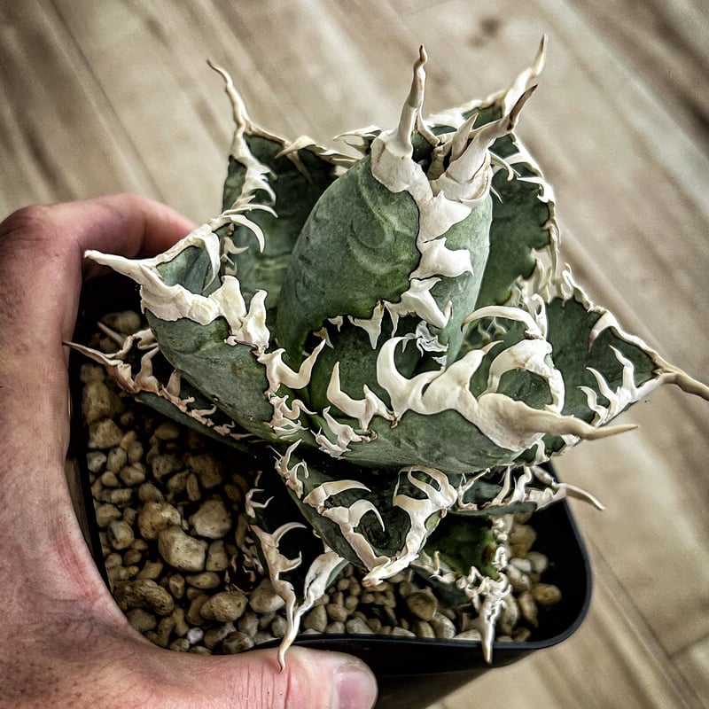 アガベ UFO 台湾輸入株 agave titanota オテロイ アガベ