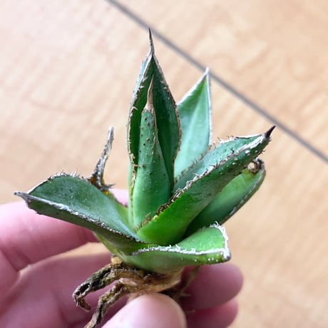アガベ　裏棘ブツブツ　緑牛　green bull