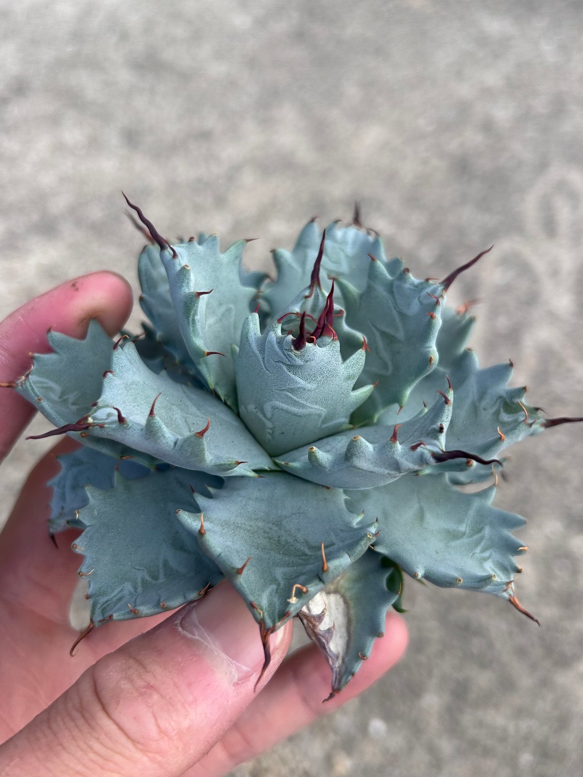 アガベ 美系白銀×妖炎 ハイブリッド 子株 | アガベ専門店 Heart plants.