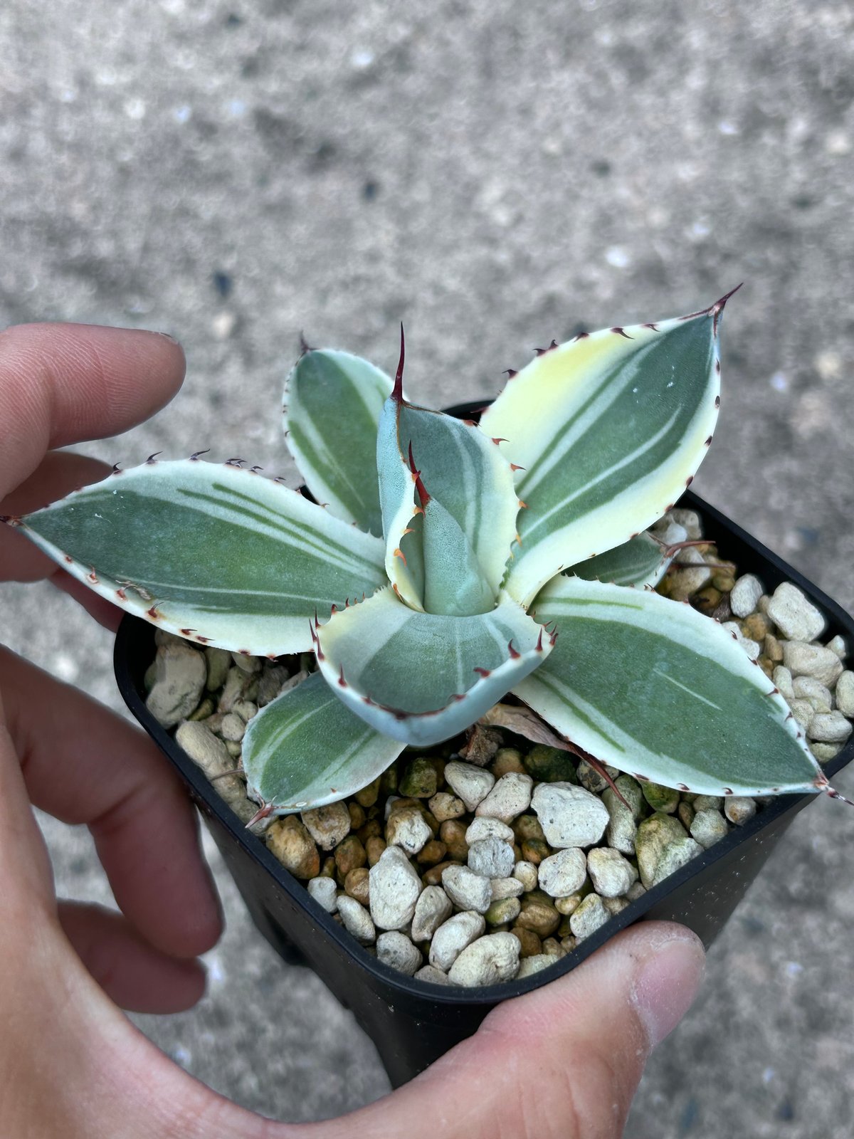 オリザバ　※子株付き アガべ パリー オリザバ 子株 発根済み | アガベ専門店 Heart plants.