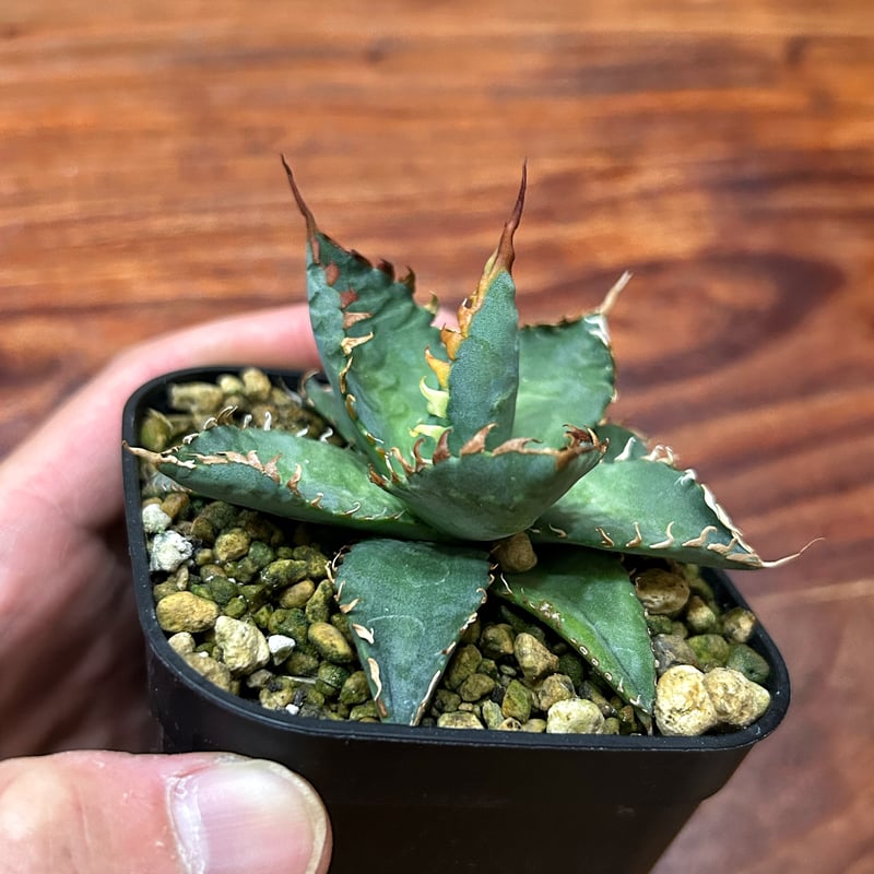 アガベ エボリスピナBB 妖炎BB 良型選抜個体 | アガベ専門店 Heart plants.